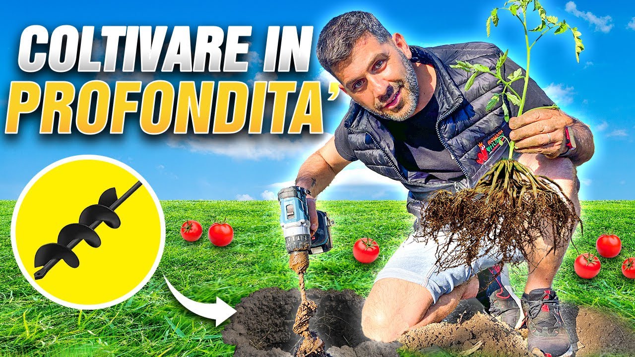PIANTA I POMODORI COSI' ED OTTERRAI PIANTE ENORMI E PRODUTTIVE 👨‍🌾🍅💪