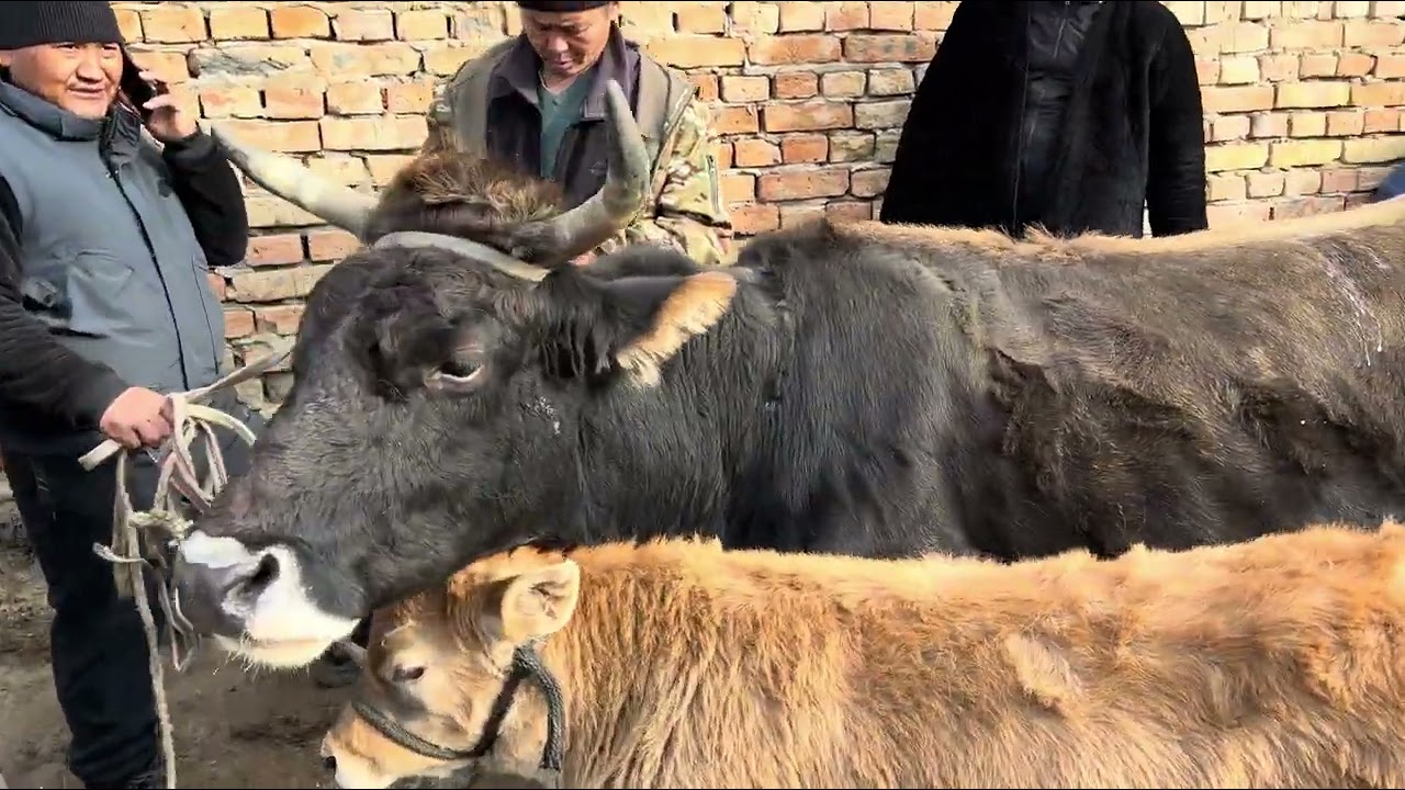 Караван мал базары 14-Февраль Саан малдар 