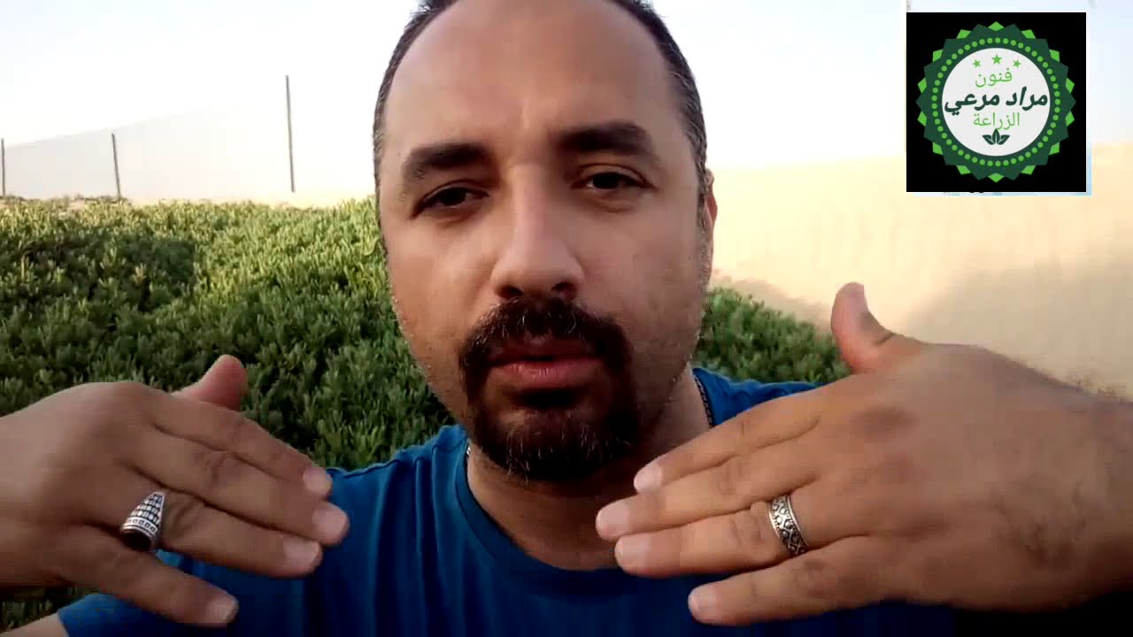 نبات مزهر ( يتحمل الملوحة المرتفعة)  و ( الشمس القوية ) و( الاهمال الشديد ) .