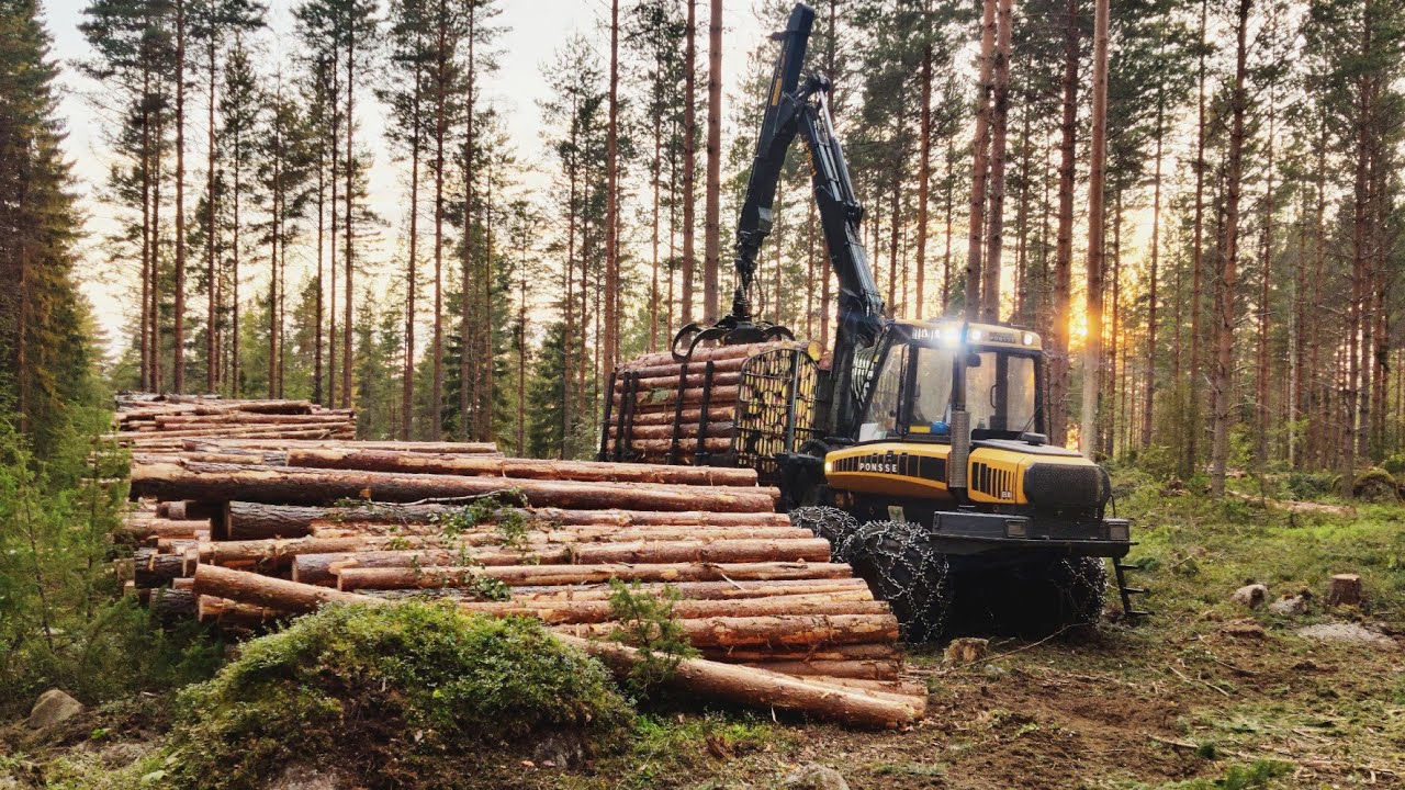 M&auml;ntykuitua auringon laskussa - Ponsse Elk -