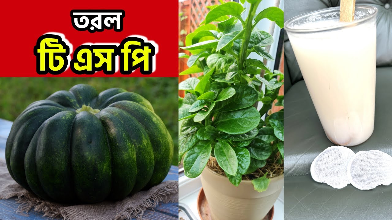 ঘরেই তরল টি এস পি কিভাবে বানিয়ে গাছে অধিক লাউ, কুমড়া, বেগুন, করলা,  পুইঁশাকের ভাল ফলন আনবেন টিএসপি