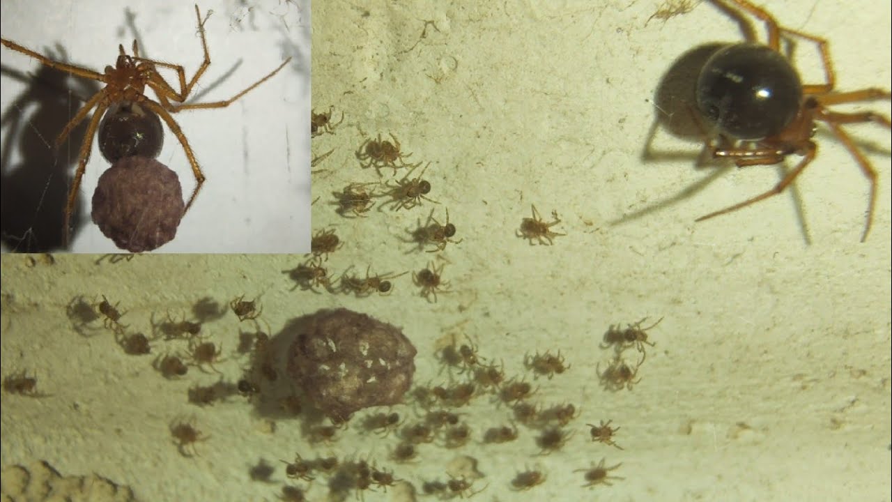 Spider Egg sac hatched - Red house spider / Nesticodes rufipes
