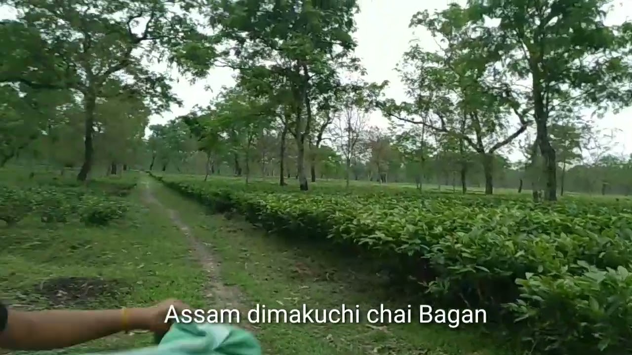 Assam dimakuchi chai Bagan #assam  #Beena.Aadivasi.official Assam &nbsp;&lrm;@Beena Aadivasi official&nbsp;