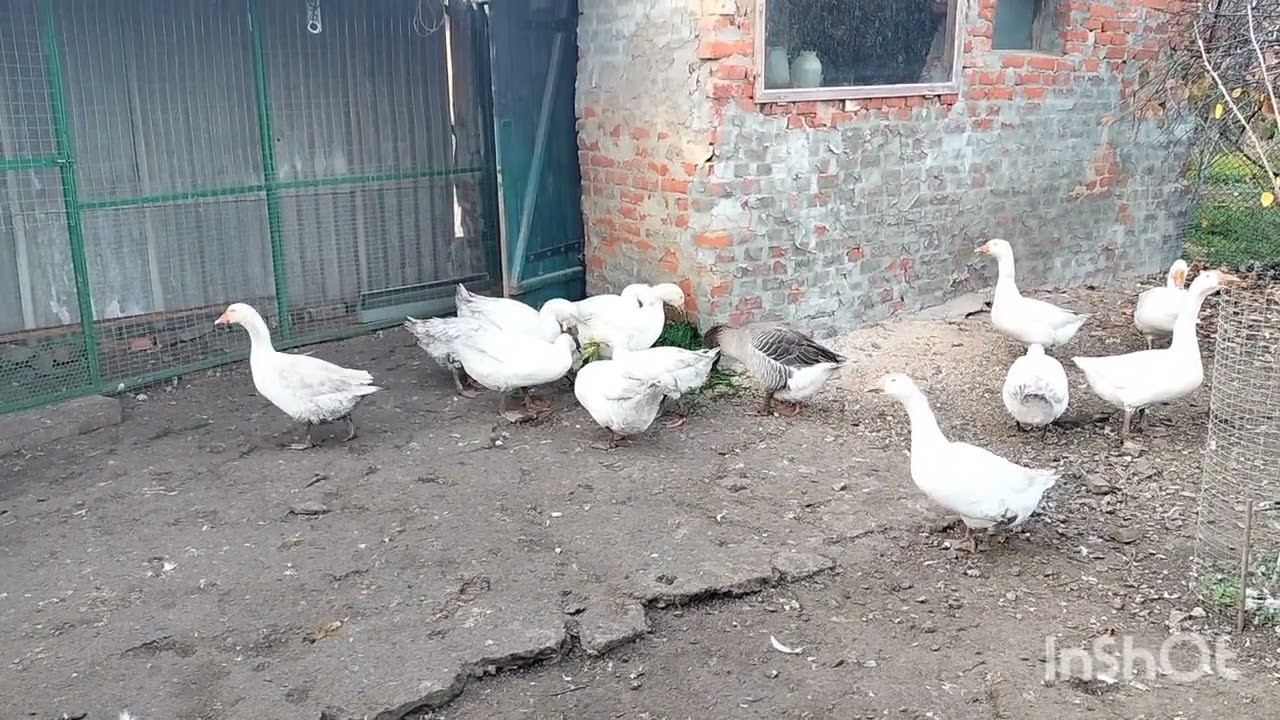 Гусинные разборки в ноябре