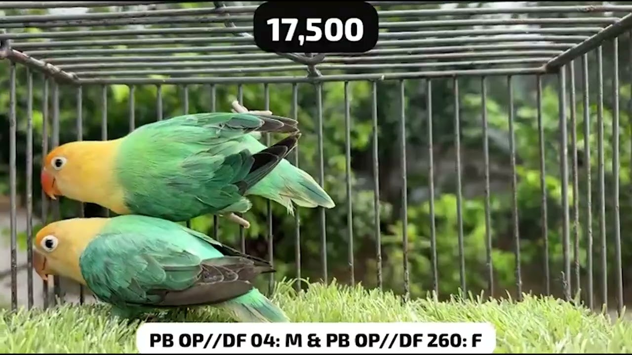 Produce Parblue Opaline Dunfallow in Just 15 Thousand - Cheapest Pairing by Naveed Sheikh Dun Fallow