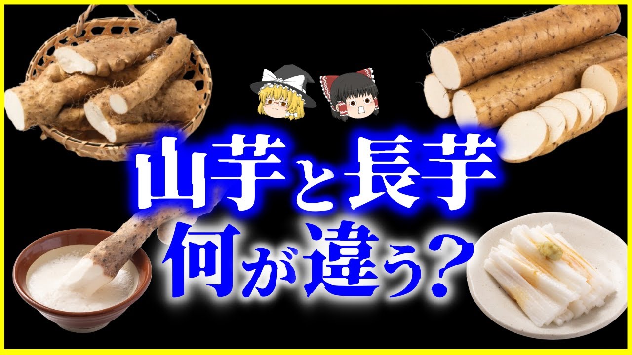 【ゆっくり解説】とろろは日本の至宝…「山芋」と「長芋」何が違う？を解説/野生の自然薯、栽培されるナガイモ…なぜ混同される？日本人と山芋・長芋の歴史