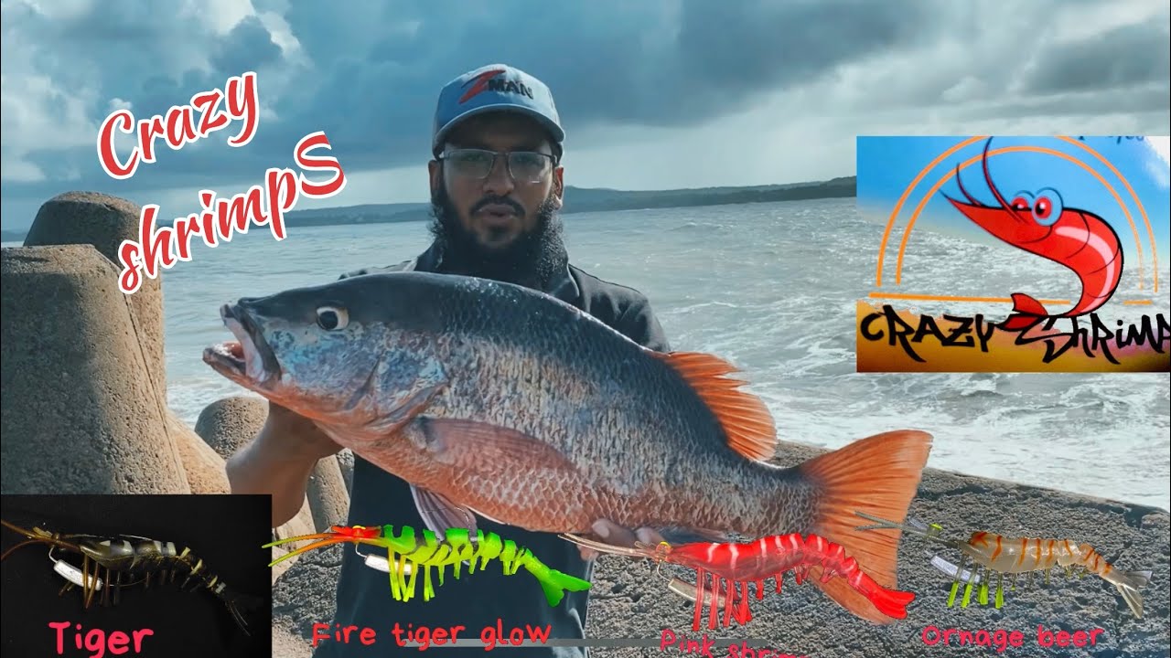 GFin crazy shrimps || new launch || supper size snapper || Best results shrimps || Crazy shrimp||