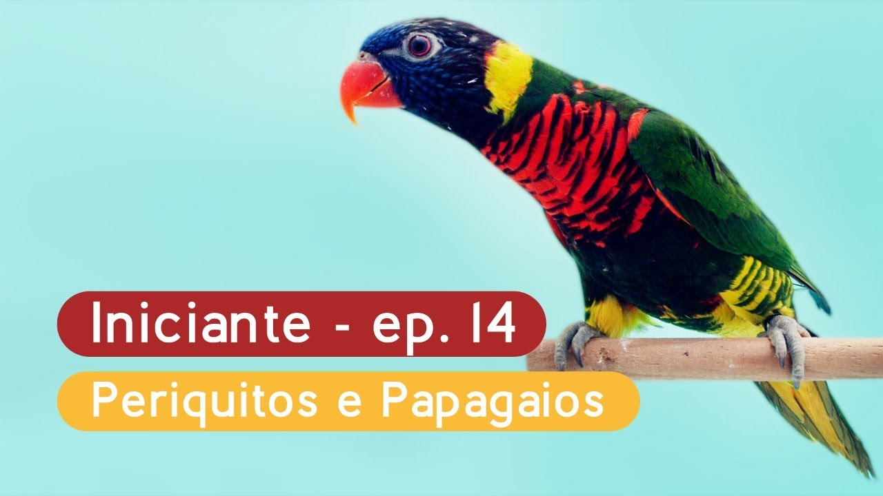 Cria&ccedil;&atilde;o de Aves em Ambiente Dom&eacute;sticos, Ep. 14 &ndash; como escolher meu psitac&iacute;deo