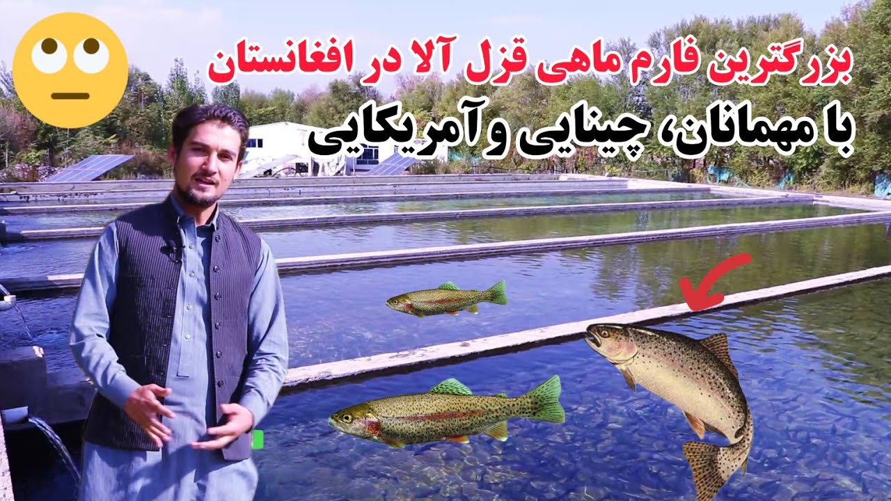 بزرگترین فارم ماهی قزل آلا در افغانستان، ماهی بدون خار با مهمانان خارجی، چینایی، آلمانی و آمریکایی