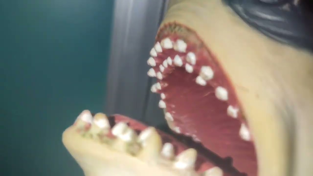 Shark puppet gets kidnapped! 