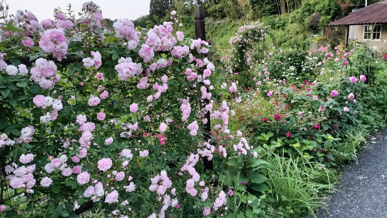 スクリーン仕立て🌹ローラダボー大型ランブラーが魅せる景色
