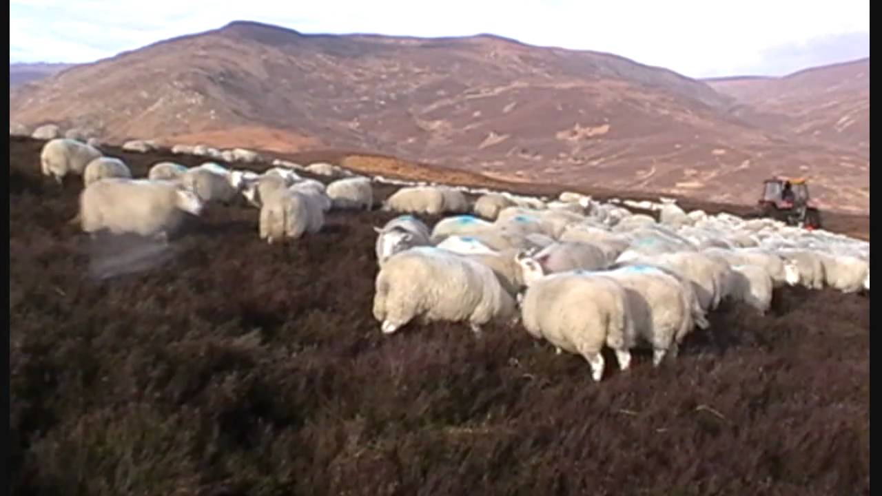 Homemade Snacker & Hill NCC Ewes