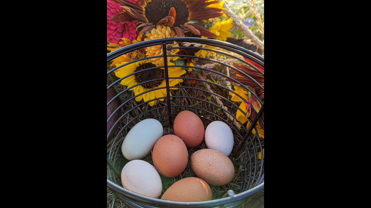 How To Know When a Pullet is About to Start Laying Eggs
