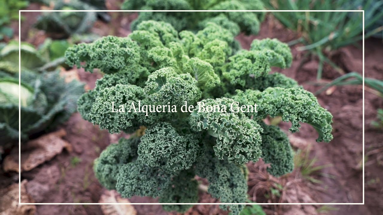 BONA GENT, A.P.D.I- Alquería