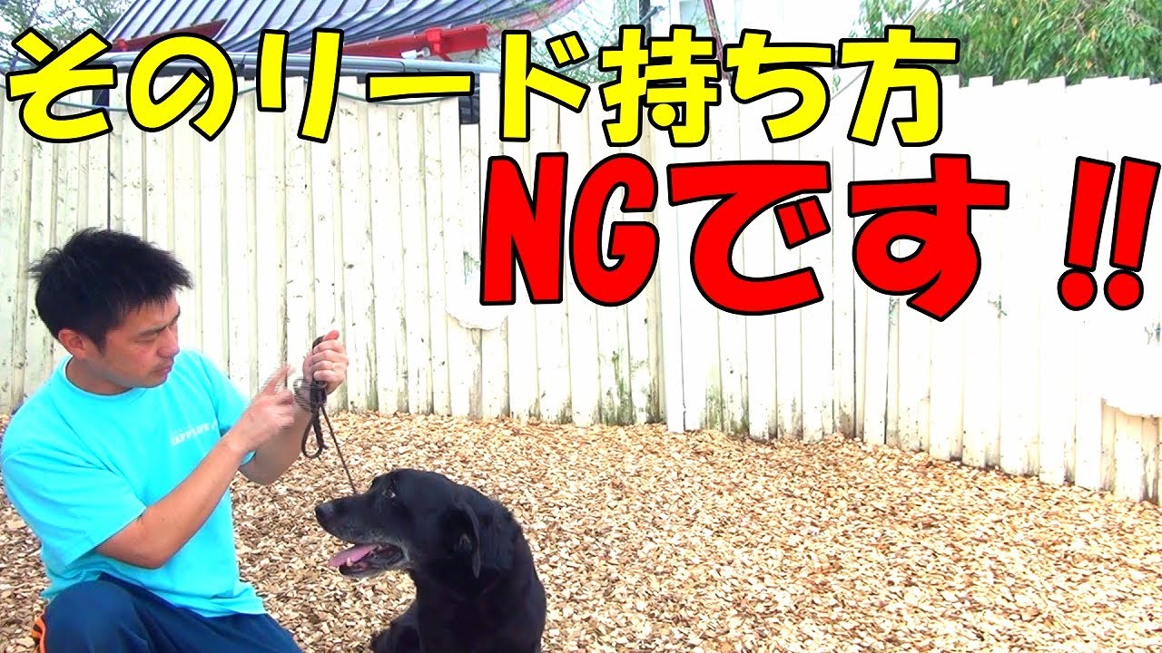 それじゃ引っ張り・吠えは直らない！９０％以上の飼い主様が知らない正しいリードの持ち方♪〖犬のしつけ幼稚園＠神戸〗byかずま先生