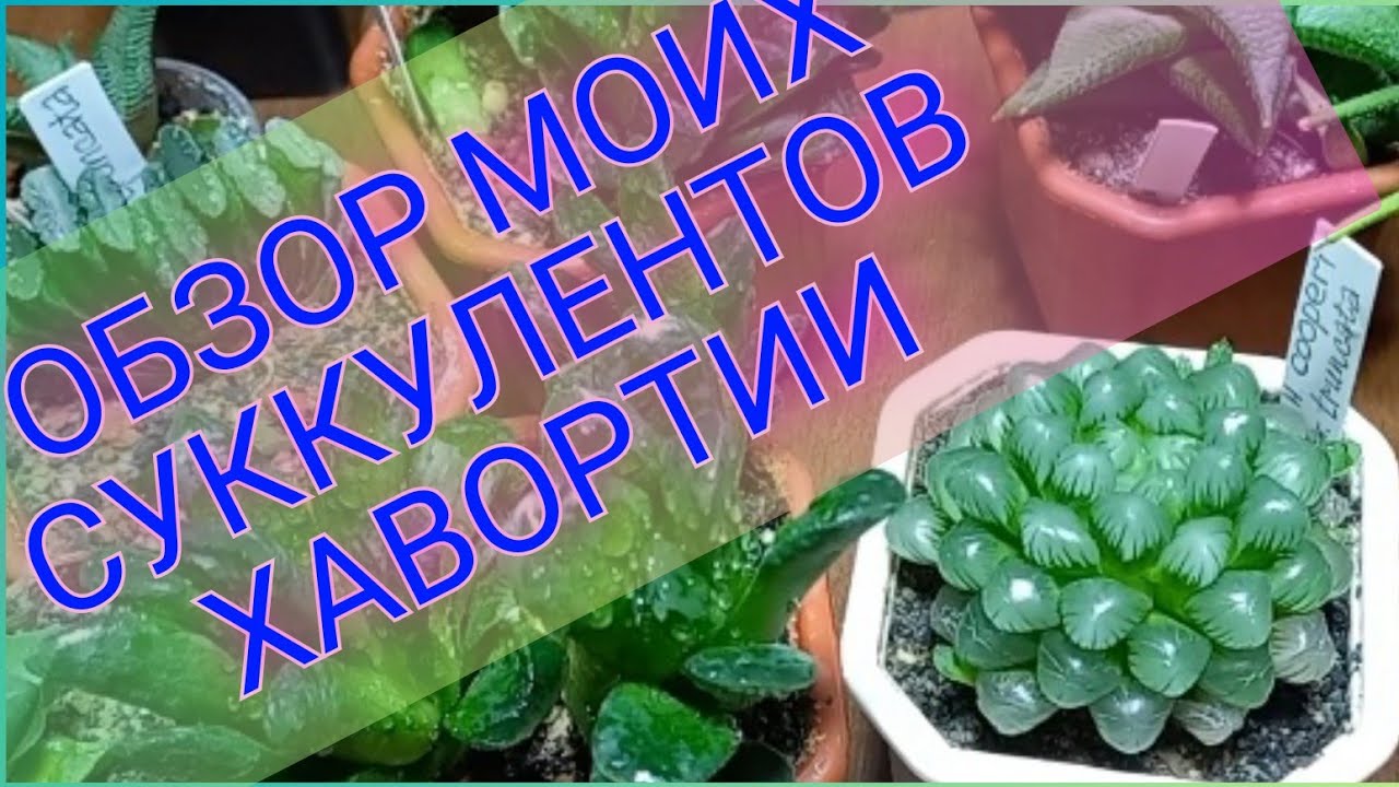 ХАВОРТИИ. Обзор суккулентов из моей коллекции. #суккуленты,#хавортии,#обзорсуккулентов