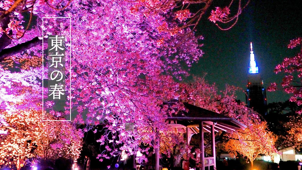 【Cherry and Azalea blossoms】 Double-flowered cherry and Azalea blossom's season in TOKYO 八重桜と#ミツバツツジ