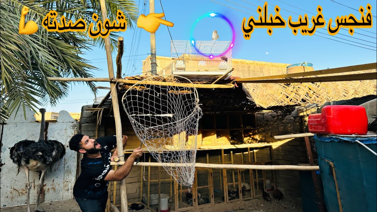 واخيرا وصل اكبر مفقس كتاكيت 🐣