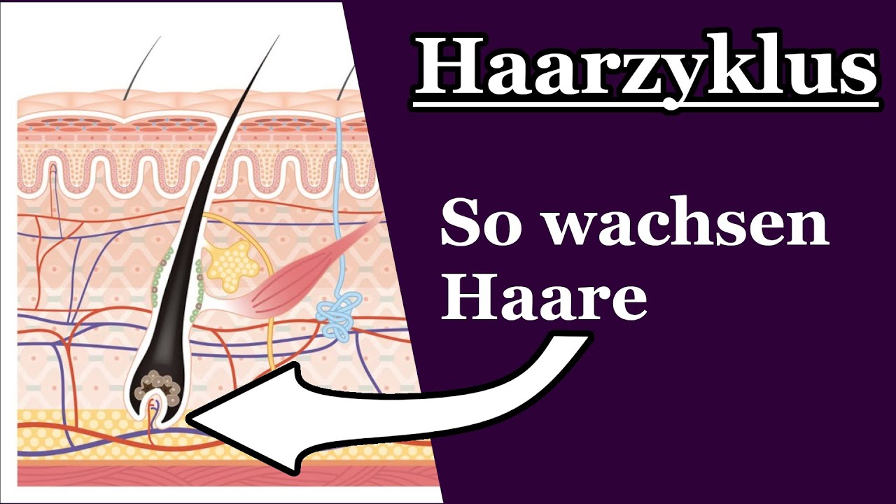 Wie wachsen Haare? | Haarzyklus