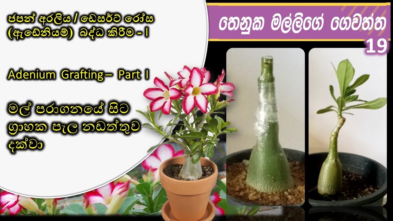 Pollination of Adenium | ජපන් අරලිය (ඇඩේනියම්)  පරාගනය හා බීජ සිටුවීම|Thenuka's Home Garden19