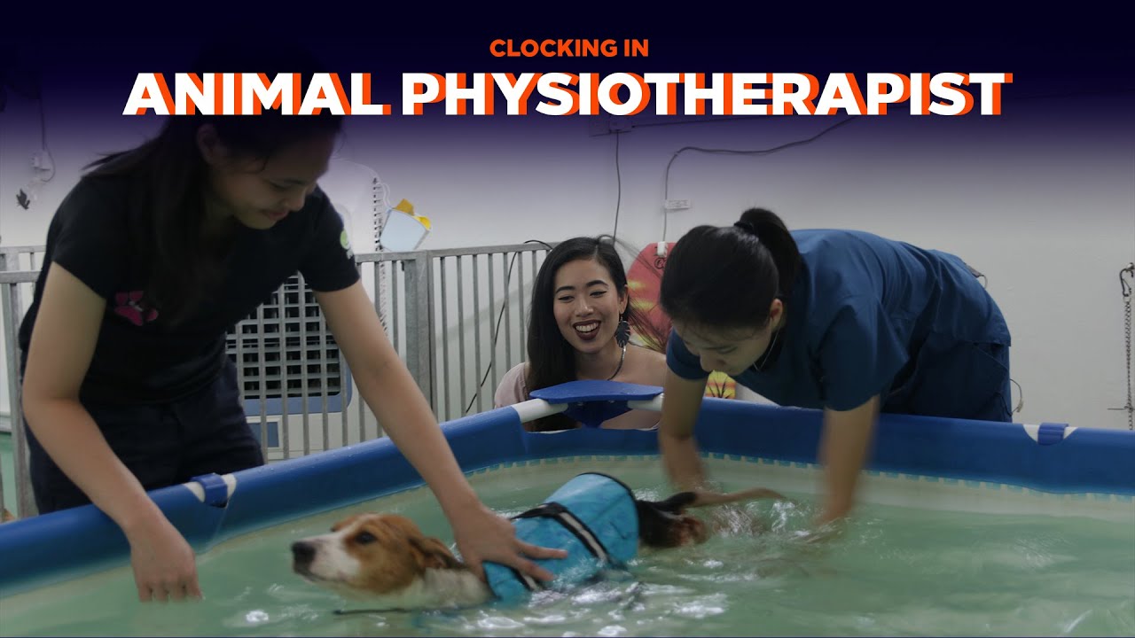 Helping Pets Recover With An Animal Physiotherapist