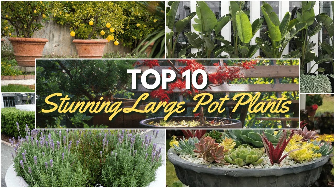 Top 10 Stunning Plants for Large Pots 🌿 Ultimate Potting Ideas! 🌟