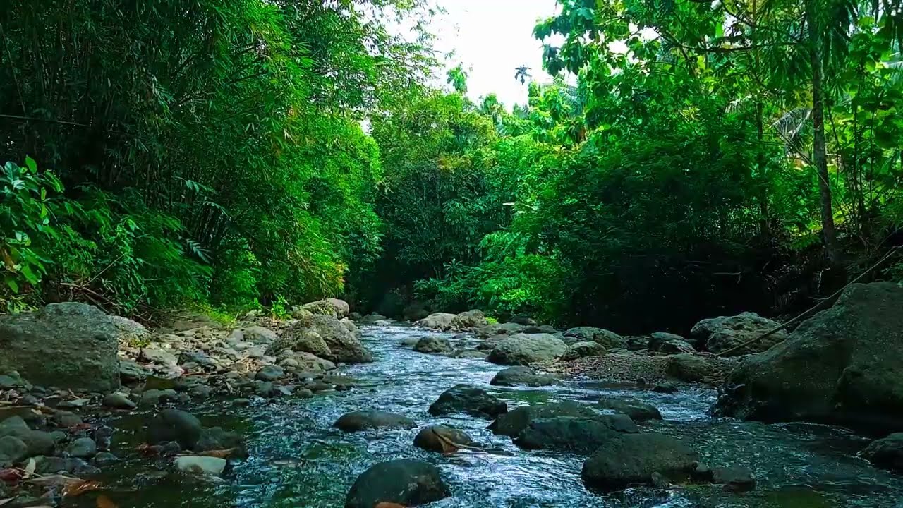 Deep Forest Sounds and Streams for Relaxation, White Noise Helps Reduce Fatigue
