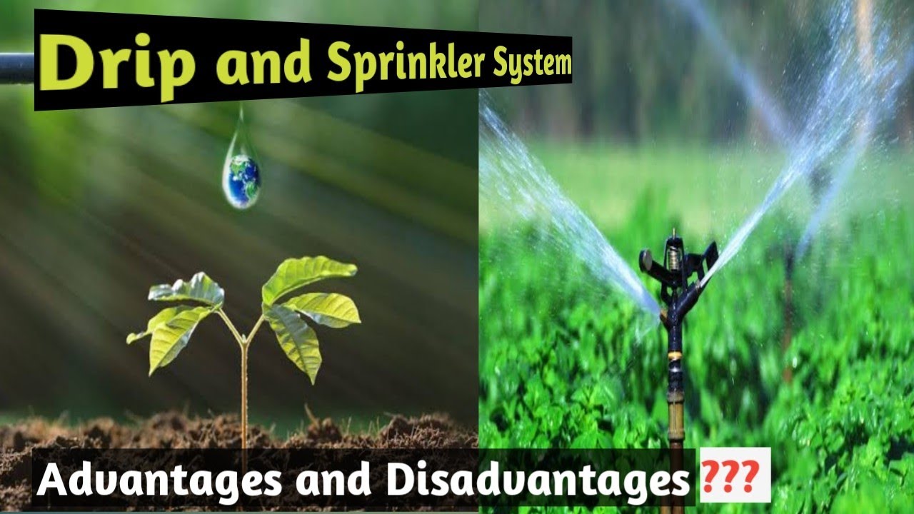 Drip and Sprinkler Irrigation System| Tapak Vidhi | Advantages and disadvantages |