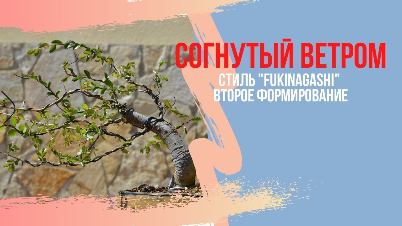 Стили бонсай. Как вырастить бонсай в стиле Фукинагаши(Fukinagashi) - Дерево согнутое ветром.