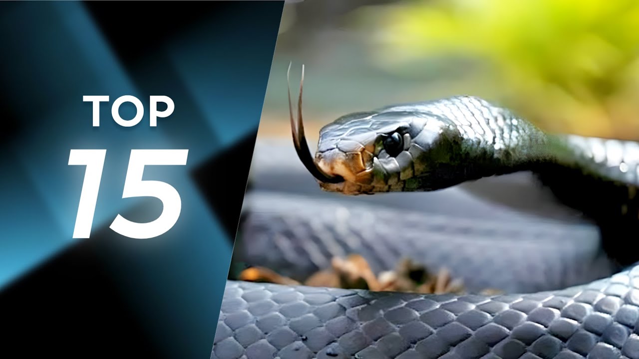 Animales M&aacute;s Venenosos del Mundo