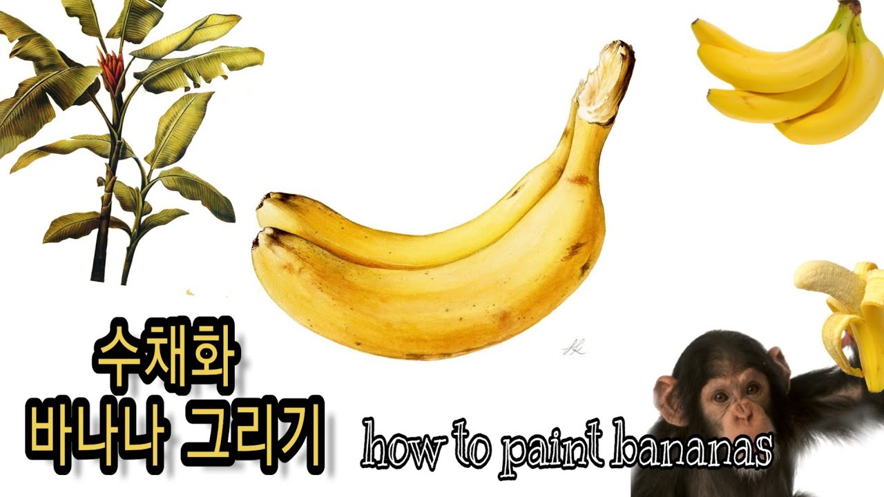 [보태니컬아트]수채화 - 바나나 그리기/ how to paint bananas