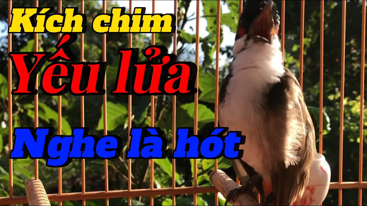 chào mào hót luyện giọng dìu chim bổi hót | luyện chào mào hót sáng