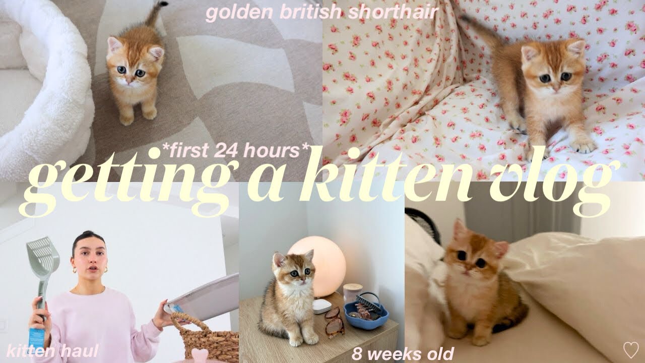 Видеоблог о том, как завести КОТЁНКА🐈🎀 *первые 24 часа дома* британская короткошерстная &mdash; покупка...