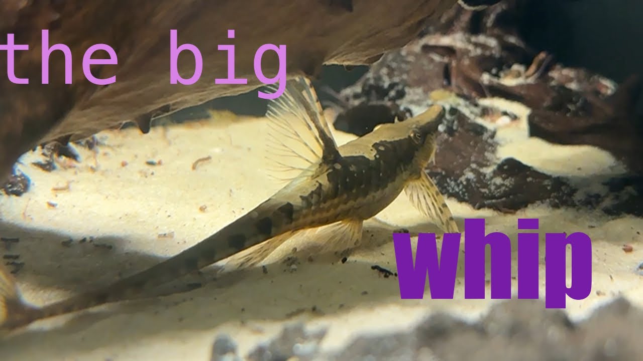Species Shout-out Sturisoma Aureum