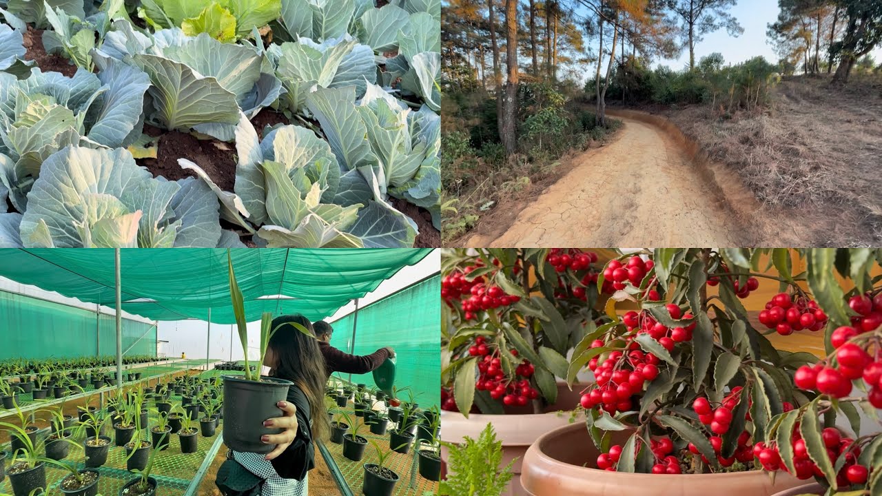 Life in the Countryside: Wood-fire Cooking & Garden Wandering