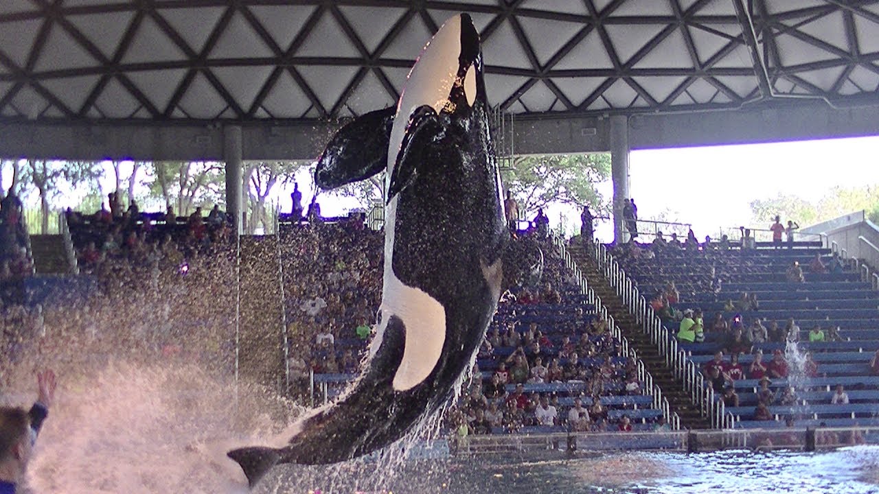 One Ocean Featuring the Late Kyara - July 11, 2017 - SeaWorld San Antonio