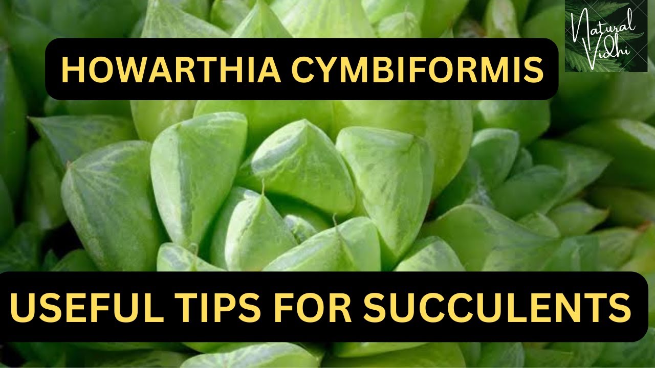 Useful tips for Succulents, Howarthia CYMBIFORMIS, care, Propogation