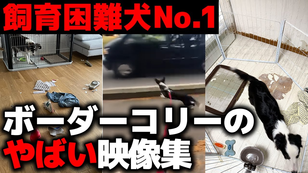 【衝撃映像】これを見てもボーダーコリーを飼いたいと思えますか？｜現役飼い主たちから集めた“地獄の現実”集お見せします