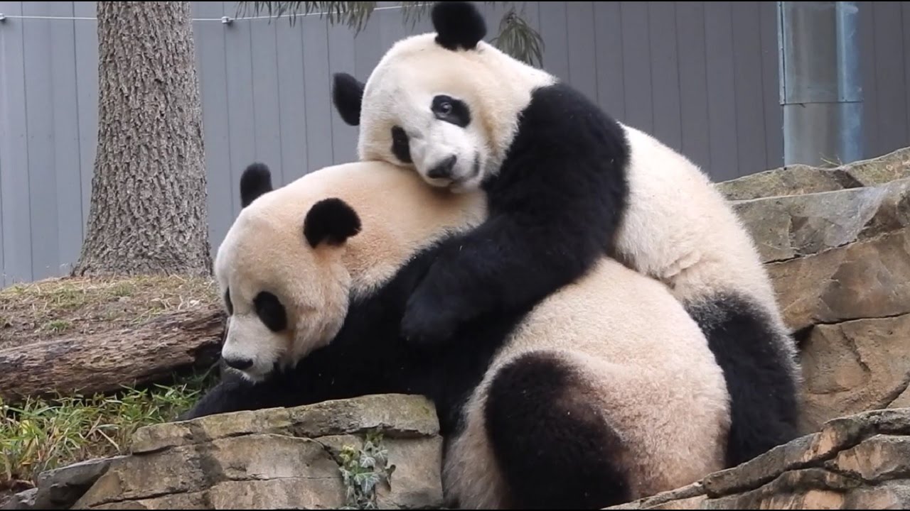 Bei Bei 1/21/17