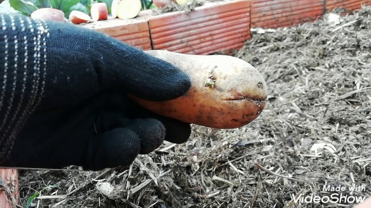 Método Ruth Stout para cultivar papas o patatas 