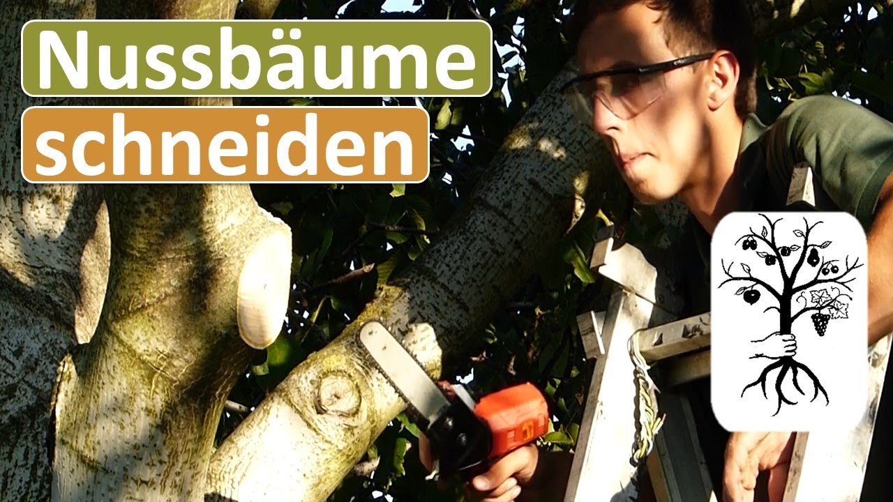 Walnussbaum schneiden – richtiger Zeitpunkt, Technik und Wundheilung erklärt