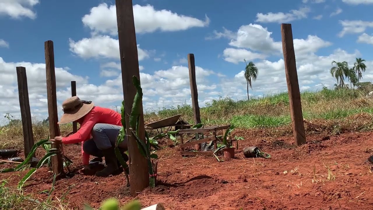Dia a dia na roça | plantio de pitaya
