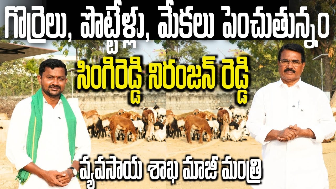 మేకలు, గొర్రెలు, పొట్టేళ్లు పెంచుతున్నం : మాజీ మంత్రి నిరంజన్ రెడ్డి  |Sheep & Goat Farming