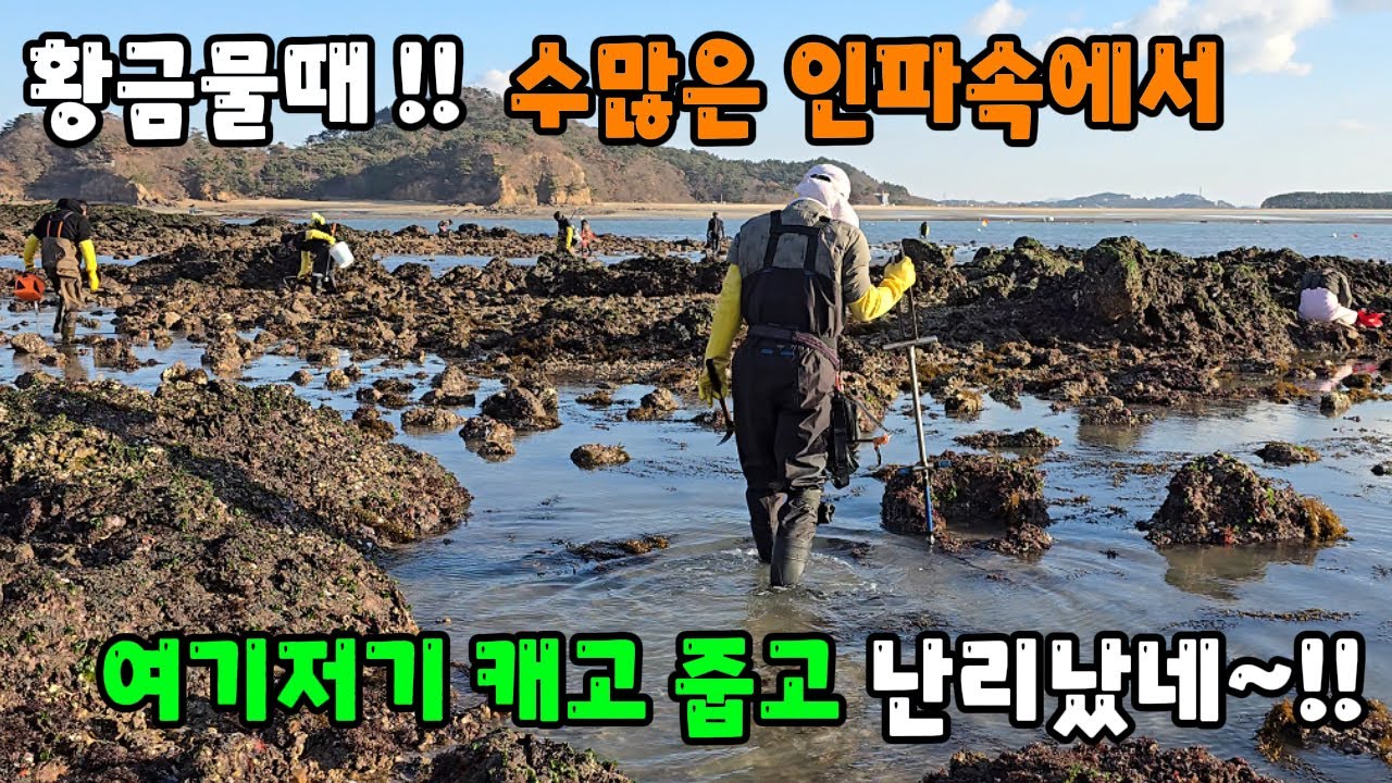 황금물때 수많은 인파속에서 여기저기 캐고 줍고 난리났네~!!