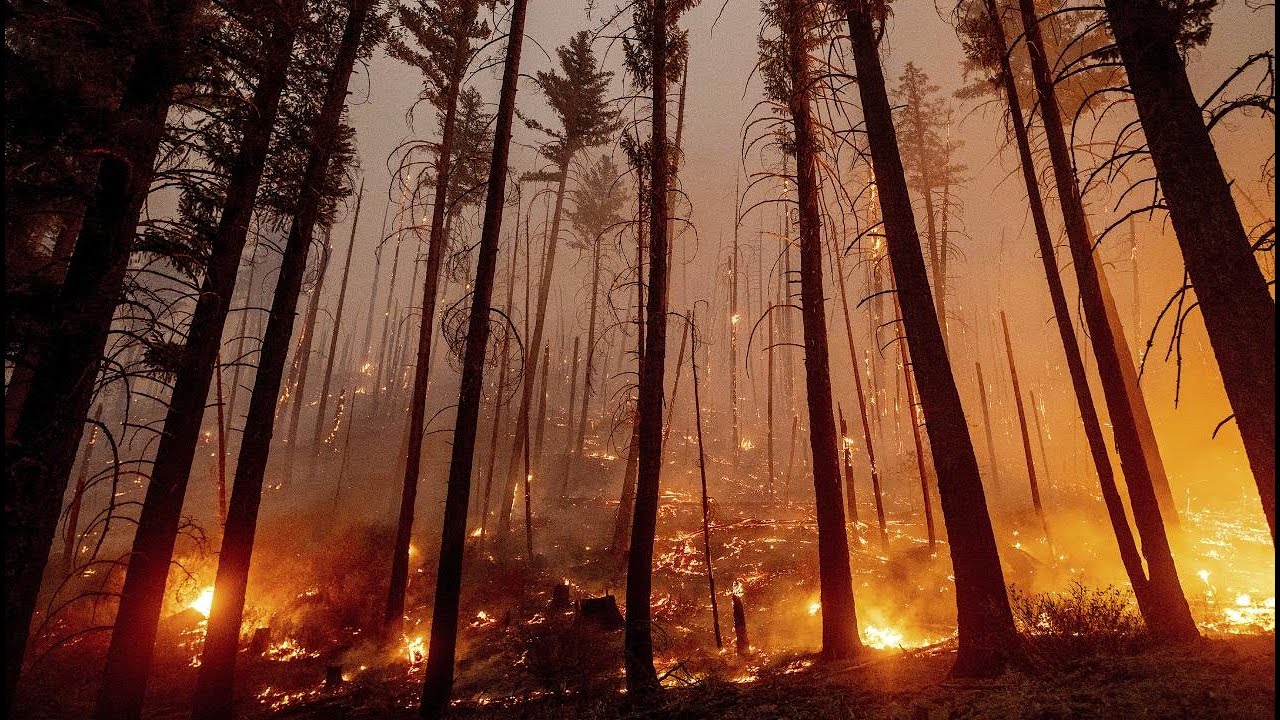 How do wildfires start?