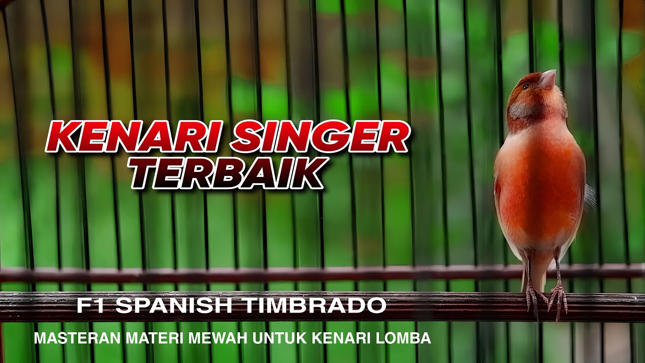 🔴#60 Suara jahat kenari Spanish Timbrado cengkok dan tonjolan mewah materi wajib burung kicau