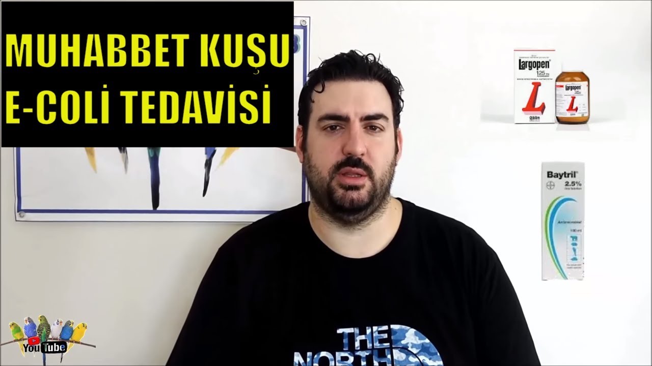 E-COLİ (Escherichia Coli) BAKTERİSİ VE TEDAVİSİ ll MUHABBET KUŞU ll (KURUMA İLE KARIŞTIRMAYIN)