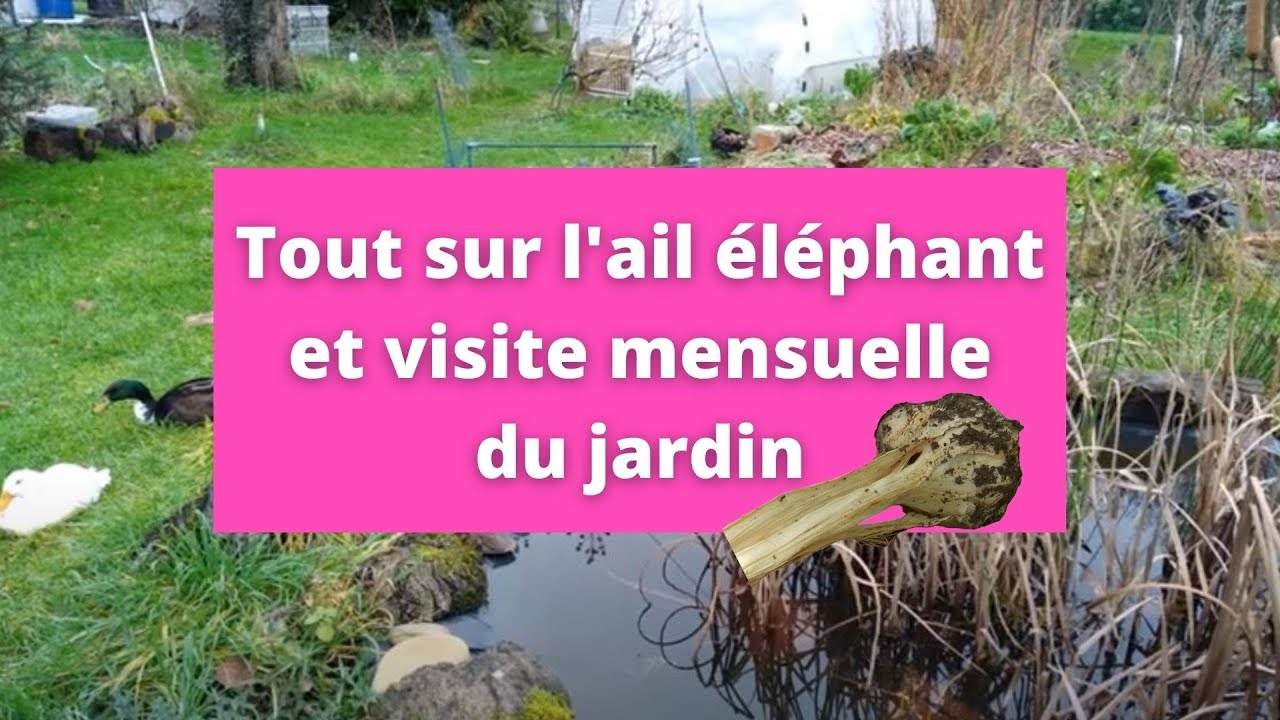 Tout sur l'ail éléphant et visite mensuelle du jardin urbain en permaculture