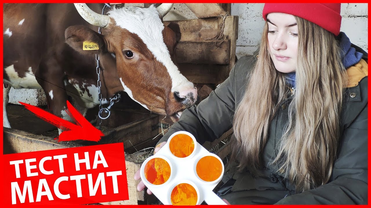 МАСТИТ У КОРОВЫ \ БУДНИ ФЕРМЕРА
