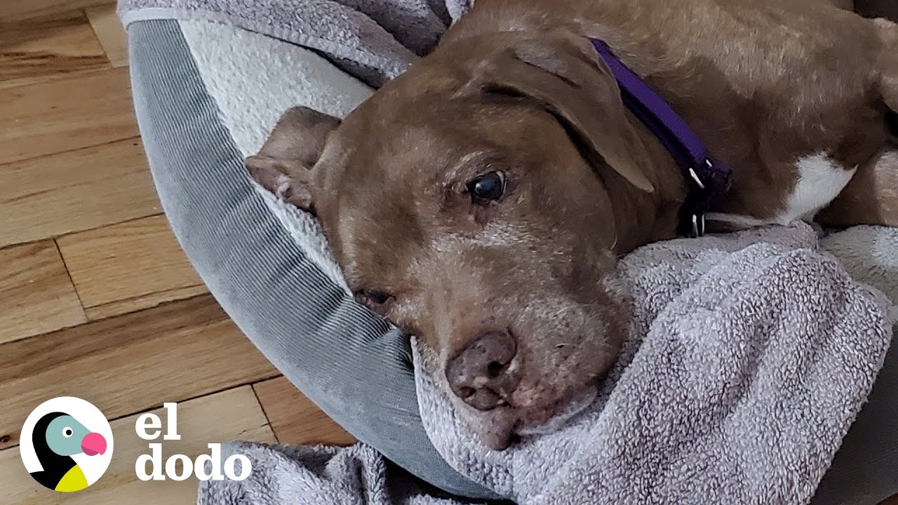 Perro de 17 años despierta a su papá adoptivo todas las mañanas para que pasee | El Dodo
